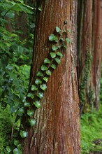 A tree trunk wrapped in green ivy vines in the middle of a forest, Grena Park, Furnas, George