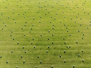 Meadow full of colored hay bales, aerial view, southern coast, Iceland, Europe