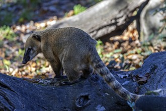 Coati (Nasua), captive, Baden-Württemberg, Germany, Europe