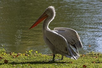 Pelican (Pelecanidae, Pelecanus), in a meadow, captive, Germany, Europe