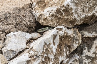 Sicilian wall lizard (Podarcis waglerianus), Sicily, Italy, Europe