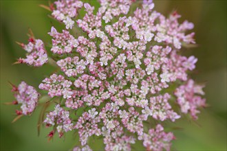 Detail of a Wild carrot flowering in pink colour