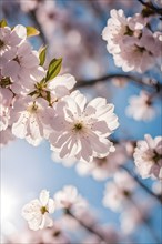 Blooming cherry blossoms with soft pink petals against a clear blue sky, with delicate sunlight