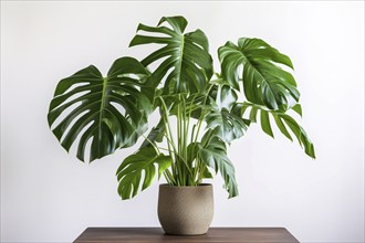 Monstera Deliciosa houseplant on table in front of white background. KI generiert, generiert, AI