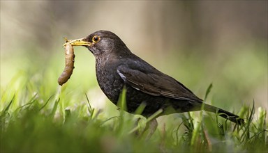 Animal, bird, blackbird, Turdus merula, looking for food in the grass, pecking a worm, AI