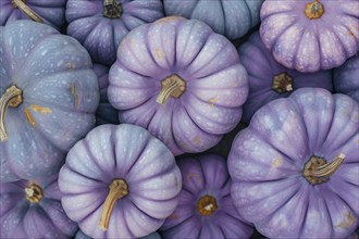 Top view of purple decorative muscade pumpkins. Generative AI, AI generated