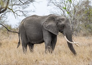 African elephant (Loxodonta africana), in high dry grass, African savannah, Kruger National Park,