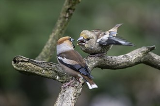 Hawfinch (Coccothraustes coccothraustes), adult bird feeding young, Emsland, Lower Saxony, Germany,