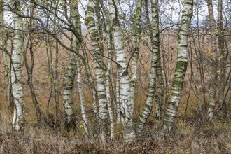 Birches (Betula pendula) in the moor in autumn leaves, Emsland, Lower Saxony, Germany, Europe