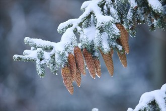 Norway spruce (Picea abies) cones hanging from a branch in winter, snow, needles, Bavaria, Germany,