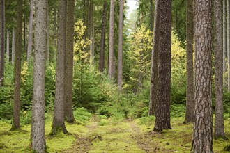 Colored trees in a European spruce (Picea abies) and Scots pine (Pinus sylvestris) forest in