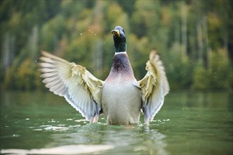 Wild duck (Anas platyrhynchos) male shaking its wings in the water, lake, Bavaria, Germany, Europe