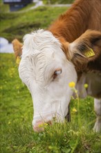 Cow eating grass on a pasture with small yellow flowers under a cloudy sky, Penken, Zillertal.