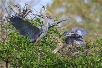 Two Great blue heron (Ardea herodias), with outstretched wings perched on branches surrounded by