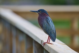 Green Heron (Butorides virescens), stands on wooden railing, Wakodahatchee Wetlands, Delray Beach,