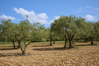 Olive grove (Olea europaea), in summer, Provence, Alpes-de-Haute-Provence, France, Europe