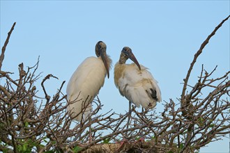 Two wood storks (Mycteria americana), standing on branch, spring, Wakodahatchee Wetlands, Delray