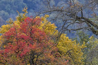 Autumn in the Swabian Alb, fruit trees in a meadow orchard with colourful leaves. Landscape near