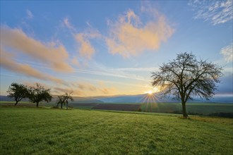 Green orchard meadow, apple tree, under a slightly cloudy sky at sunrise in a quiet landscape,