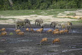 Forest elephants (Loxodonta cyclotis) and bongo antelopes (Tragelaphus eurycerus) in the Dzanga Bai