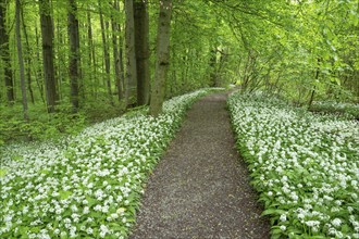 Path through a near-natural deciduous forest, copper beech forest (Fagus sylvatica) with flowering