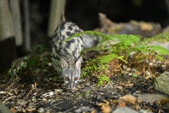 Common genet (Genetta genetta), wildlife in a forest, Montseny National Park, Catalonia, Spain,