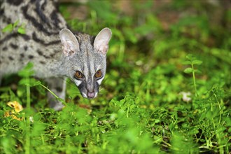 Common genet (Genetta genetta), wildlife in a forest, Montseny National Park, Catalonia, Spain,