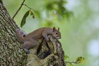 American grey squirrel (Sciurus carolinensis), lying on a gnarled protuberance of a tree, in a