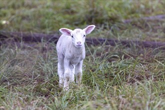 Young lamb standing alone in the tall grass