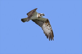 Western osprey (Pandion haliaetus) in flight against blue sky