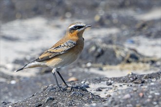 Northern wheatear (Oenanthe Oenanthe, Motacilla Oenanthe) adult male in non-breeding plumage in