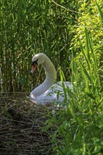 Mute swan (Cygnus olor) female breeding eggs on nest in reed bed, reedbed in spring