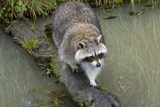 Common raccoon, North American racoon (Procyon lotor) crossing stream, rivulet over fallen tree