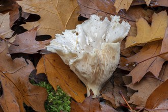 Clouded agaric, cloudy clitocybe, cloud funnel (Clitocybe nebularis, Lepista nebularis), gilled