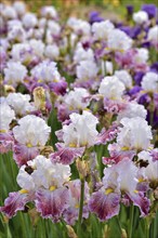 Irises in an iris field near Larnas in the French department of Ardèche, France, Europe