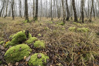 Fog in birch quarry forest (Betula pendula), Emsland, Lower Saxony, Germany, Europe