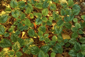 Yellow weasel-snout (Lamium galeobdolon), leaves on the autumn forest floor in the warm light