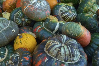 Various pumpkins in shades of green, orange and red create an autumnal atmosphere, Germany, Europe