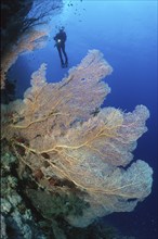 Fan coral (Annella mollis) synonym (Subergorgia mollis) in the background Silhoette of Taucher, Red