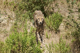 Cheetah (Acinonyx jubatus), walking in the dessert, captive, distribution africa