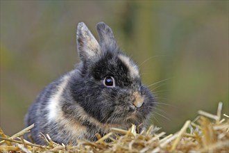 Domestic rabbit (Oryctolagus cuniculus)