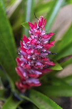 Bromeliad flowers in the rainforest, Amazon Museum MUSA, Cidade de Deus, Manaus, Brazil, South