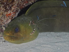 A moray eel with cleaning shrimps in a cramped underwater scene. green moray (Gymnothorax funebris)