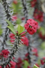 Crown of thorns (Euphorbia milii), flowers, native to Madagascar, ornamental plant, North