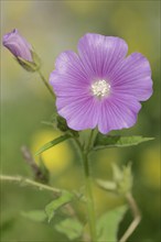 Crested summer mallow (Anoda cristata), flower, ornamental plant, North Rhine-Westphalia, Germany,