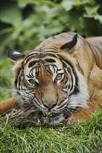 Sumatran tiger (Panthera tigris sumatrae), feeding, captive, occurring on Sumatra, Indonesia, Asia