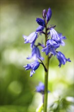 Bluebell, Hyacinthoides non-scripta in forest at spring time