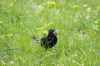 Blackbird in a park after a successful foraging trip, spring, Germany, Europe