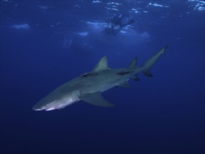 Lemon shark (Negaprion brevirostris) with a fishhook in its mouth glides elegantly through the