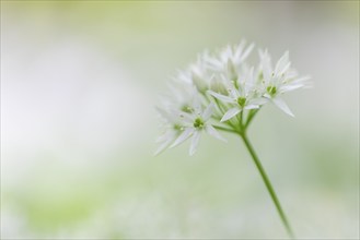 Wild garlic in flower (Allium ursinum), allium family (Allium), beech forest, Weiterdingen, Hegau,